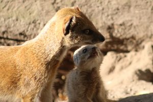 Dierenpark Zie-Zoo