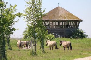 AutiDoeDag Oostvaardersplassen konikpaarden